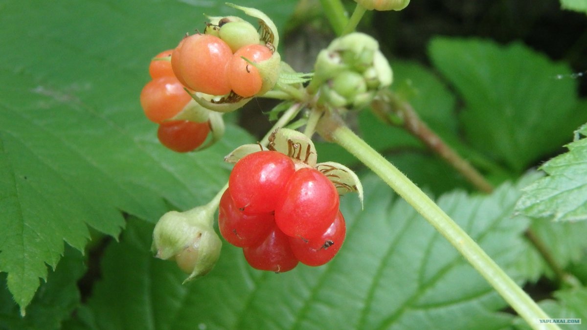 Костяника Лесная