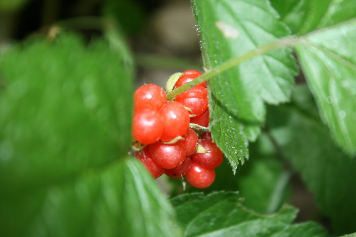 Северная малина Княженика