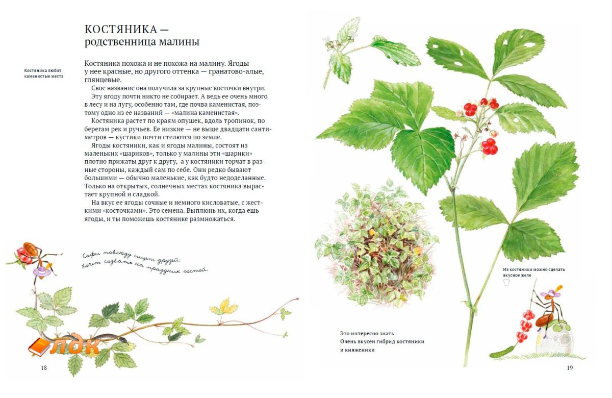 Ягоды калины