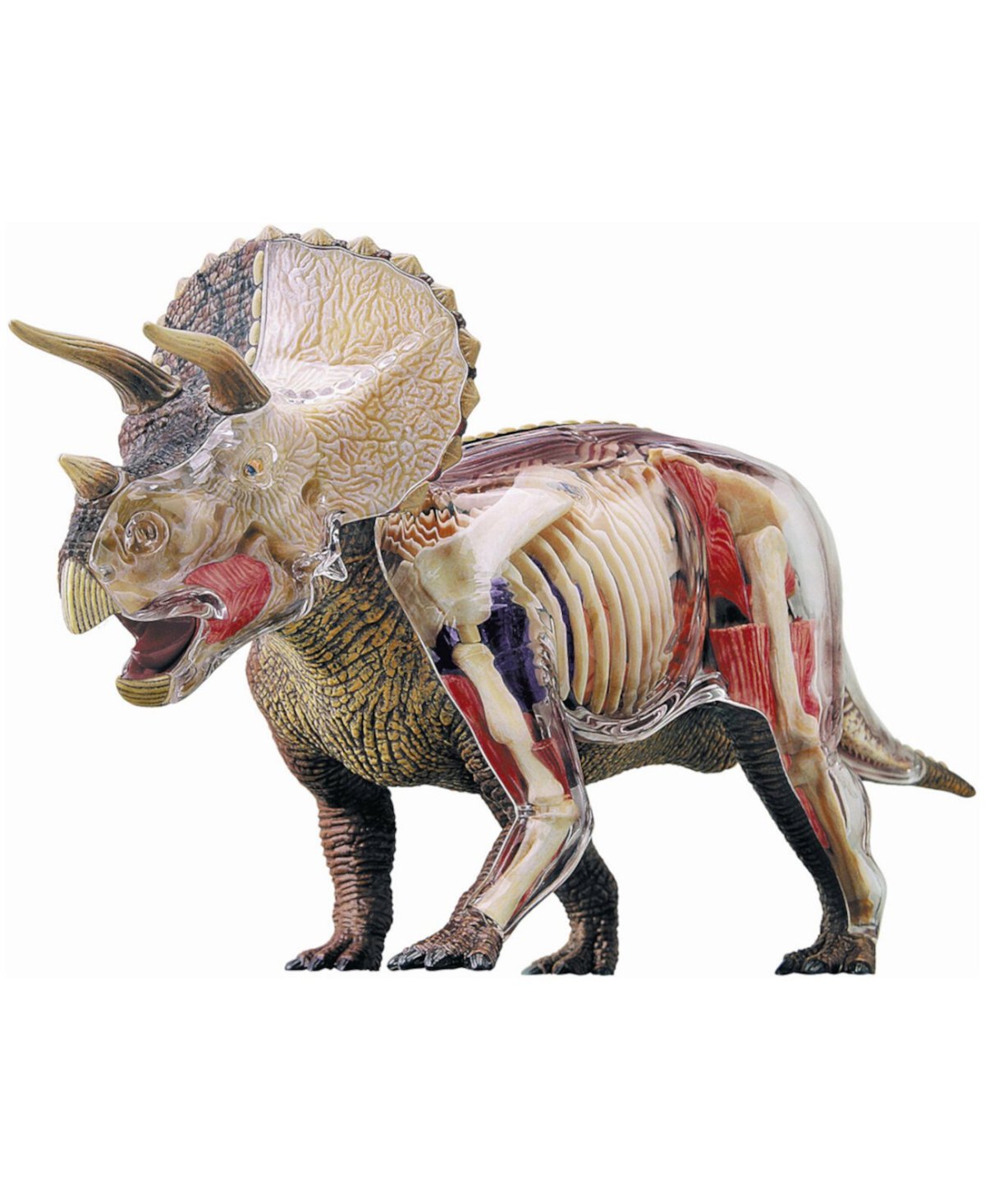 Динозавры вектор Трицератопс