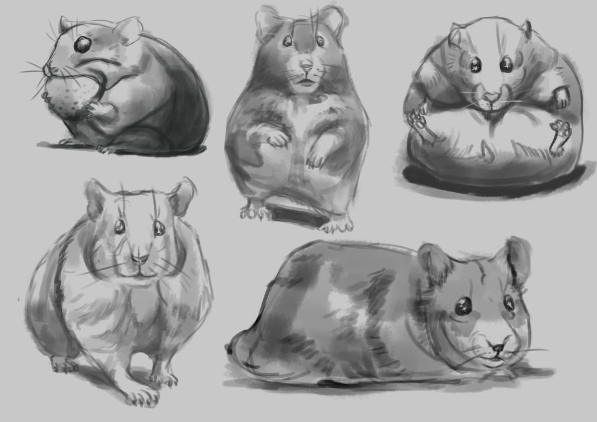 Морская Свинка раскраска для детей