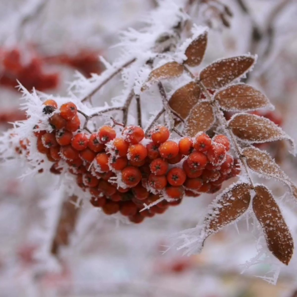 Рябина в снегу осень