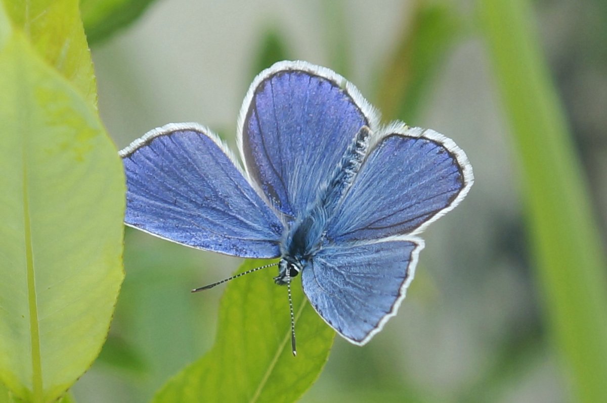 Бабочка голубянка Арктическая