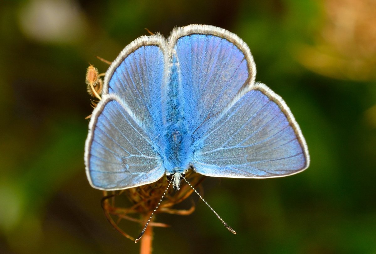 Бабочка голубянка Давида
