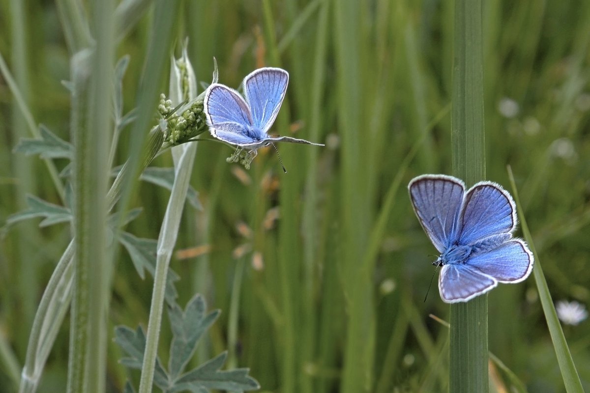 Голубянка Ореас