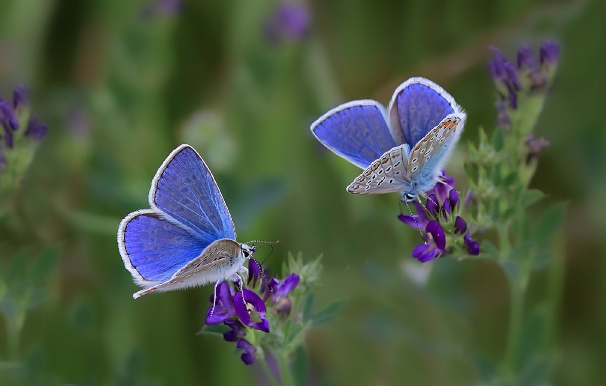 Голубянка карликовая