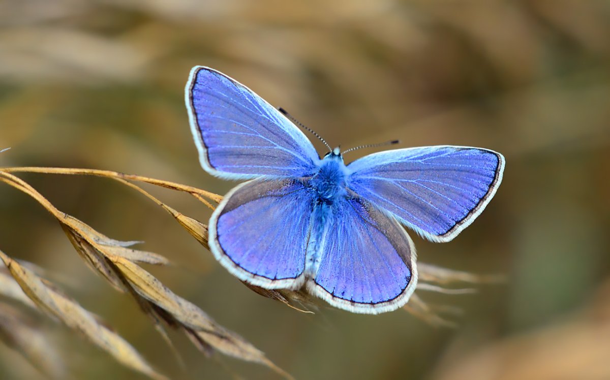 Голубянка Алькон