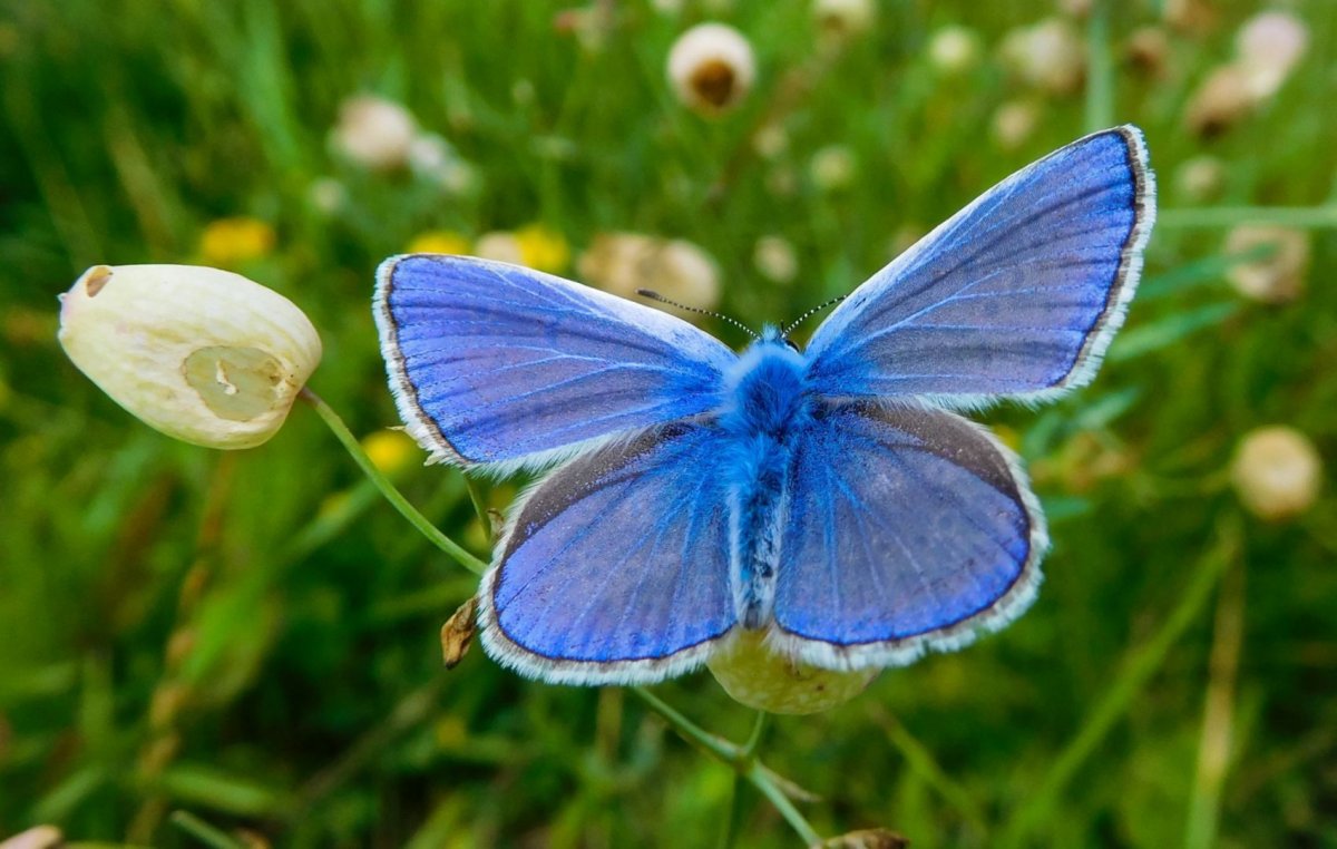 Бабочка голубянка
