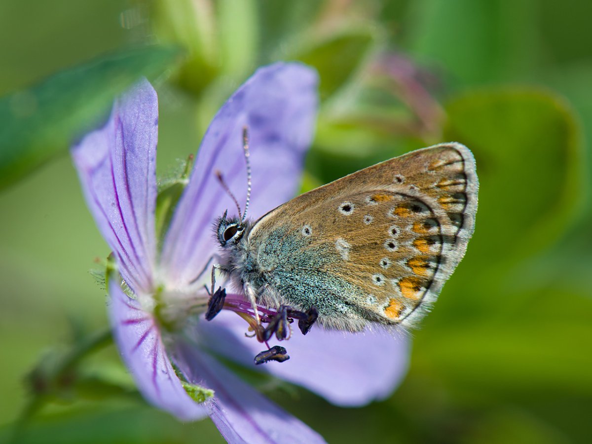 Бабочка голубянка Давида