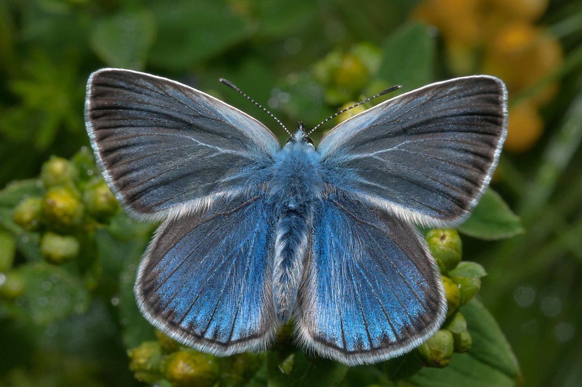 Голубянка Икар самка