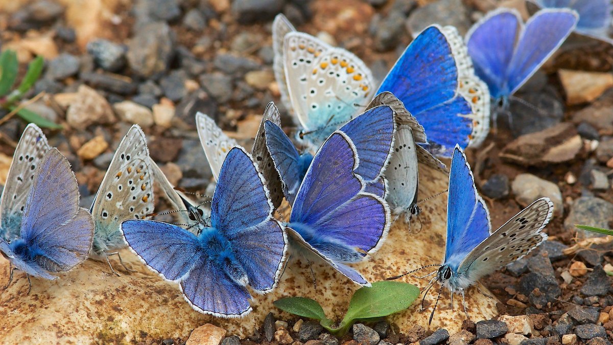 Голубянка Алексис бабочка
