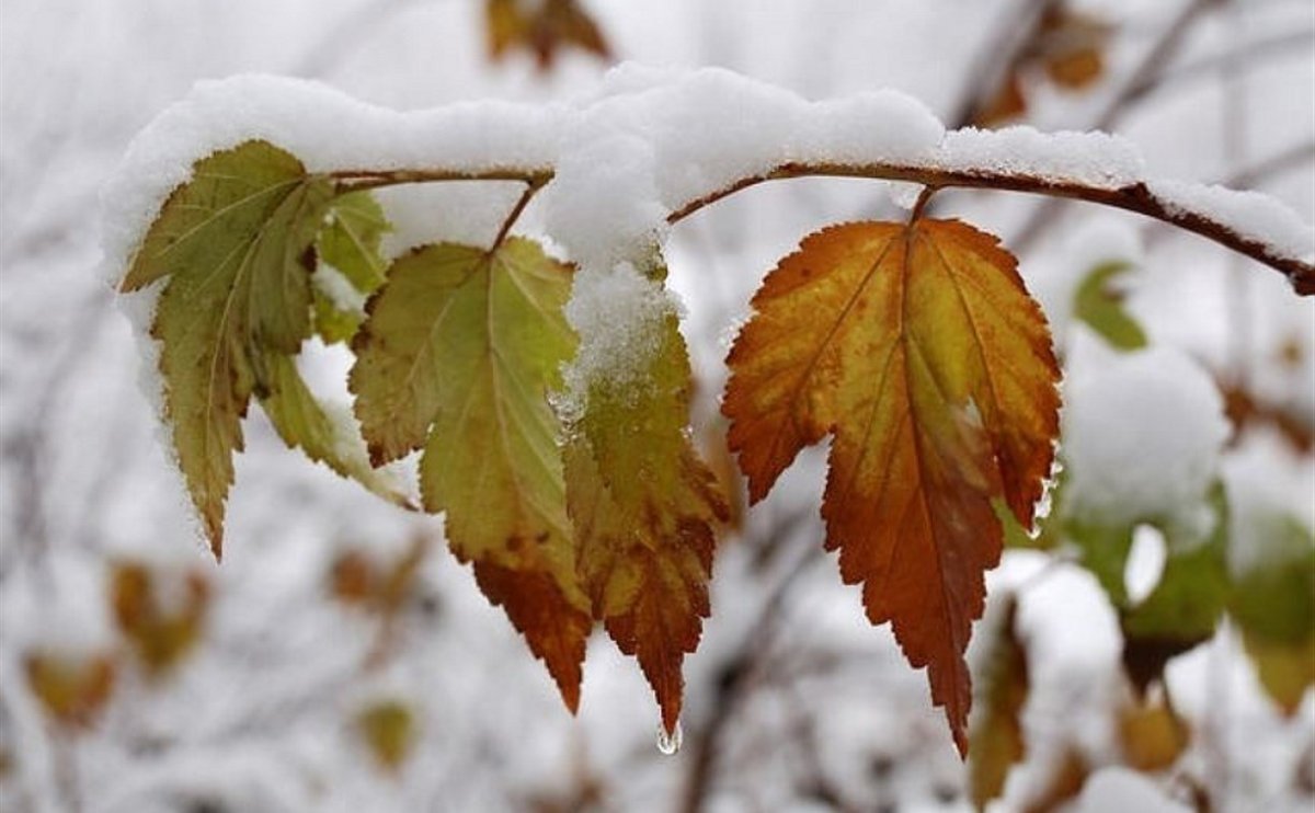 Доброе утро осень первый снег