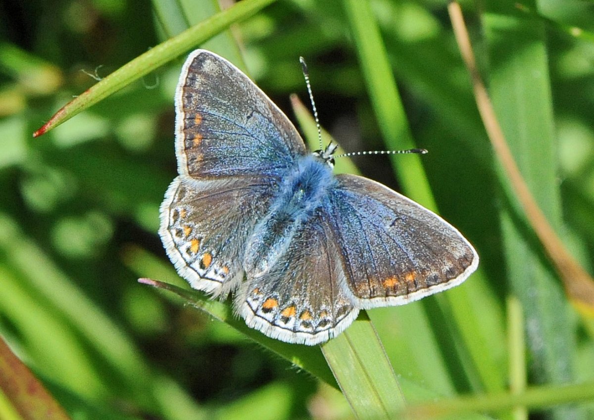 Голубянка аргали бабочка