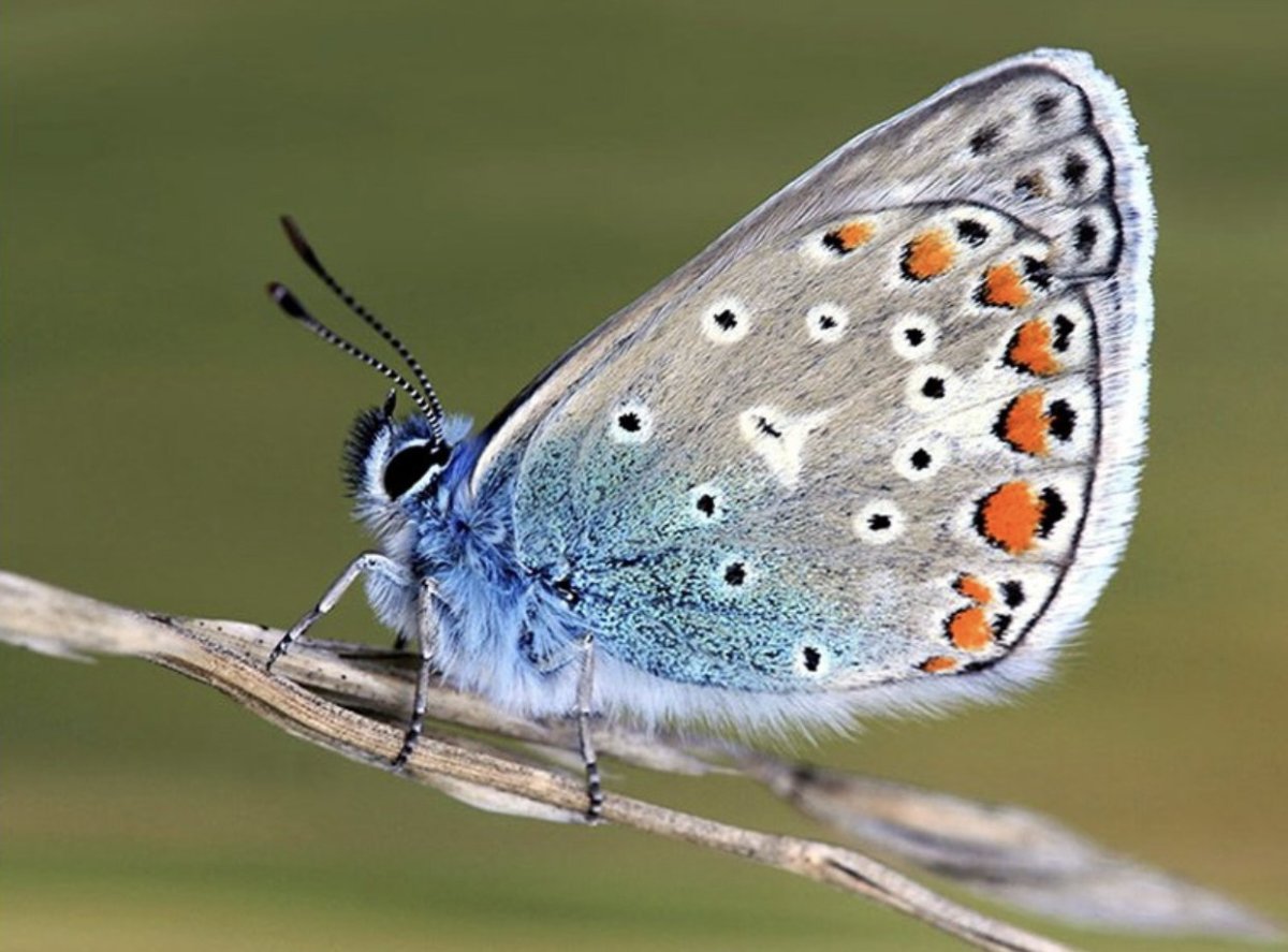 Голубянка альцет