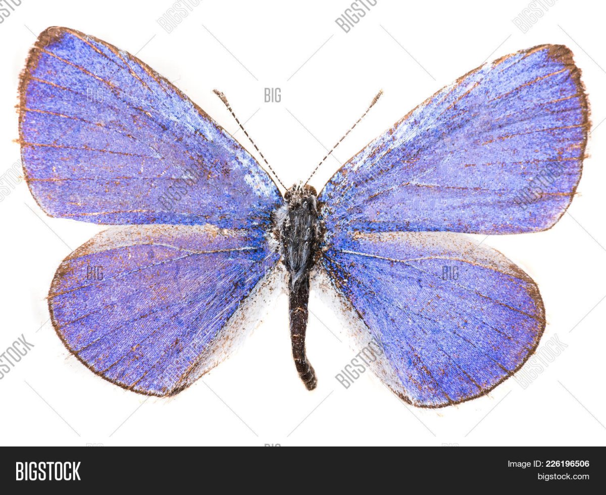 Лимонница голубянка Икар желтушка Луговая Зорька