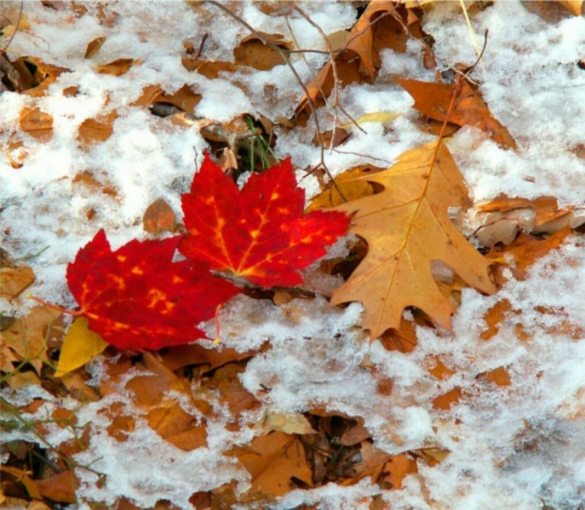 Ноябрь снег