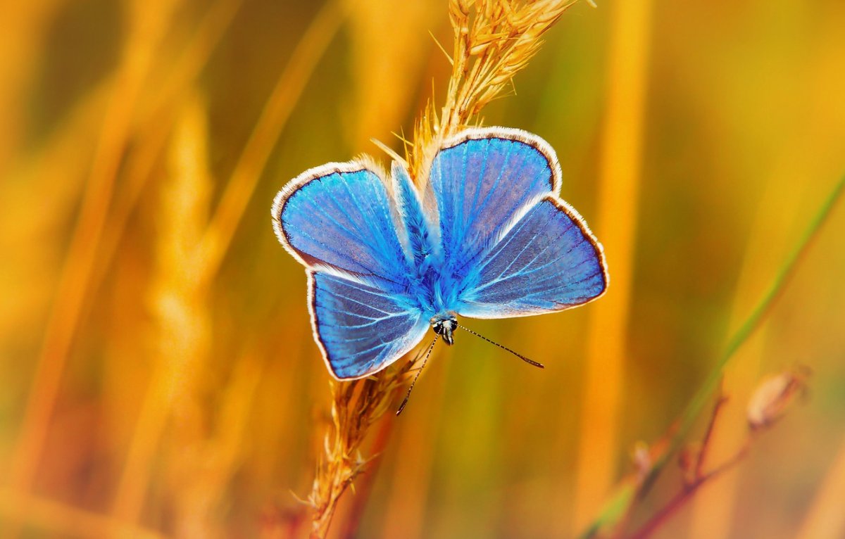 Polyommatus bellargus