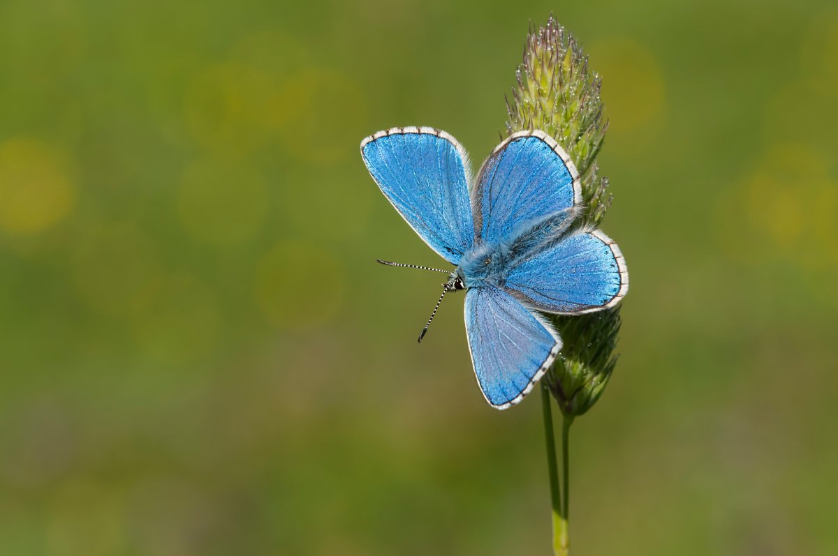 Голубянка бобовая бабочка