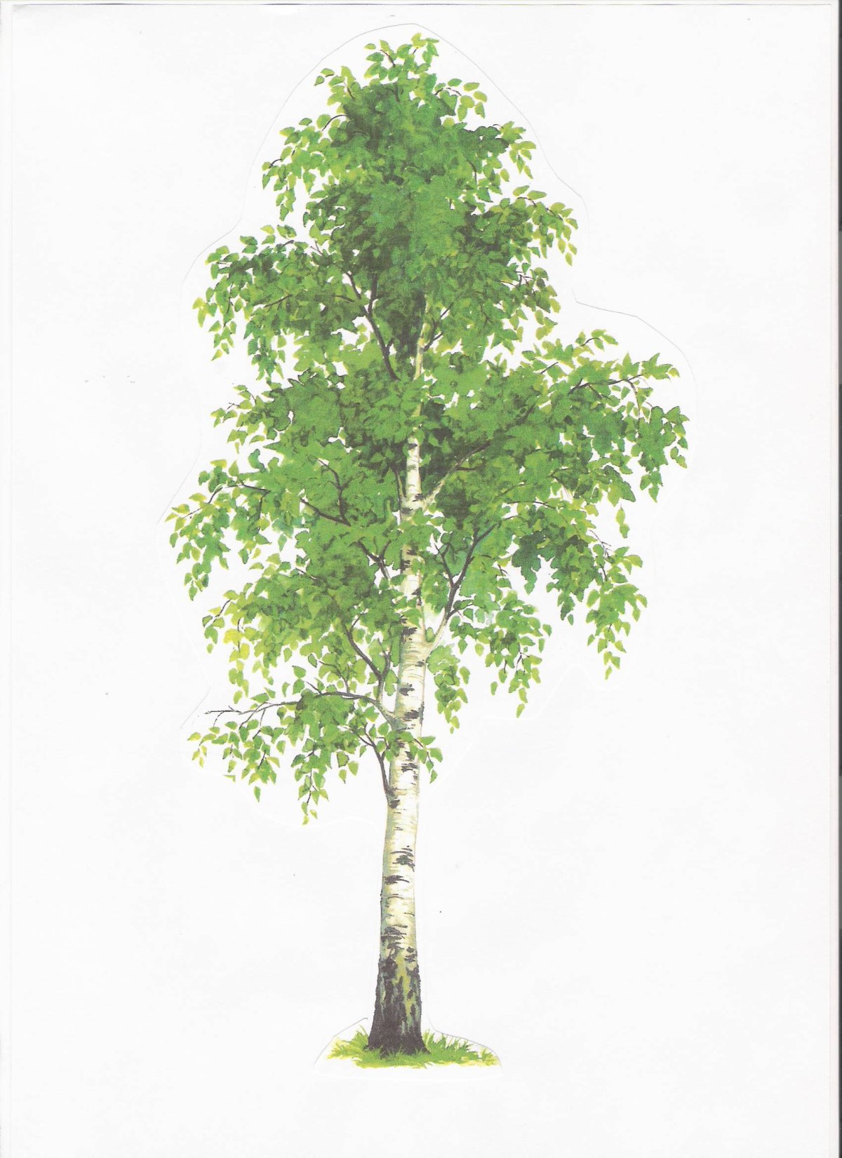 Береза дерево