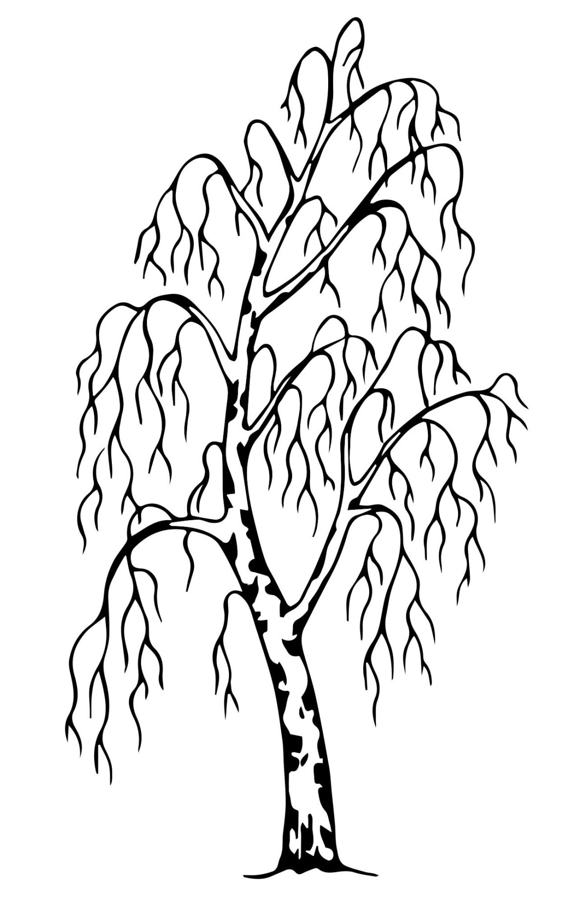 Плакучая берёза без листьев