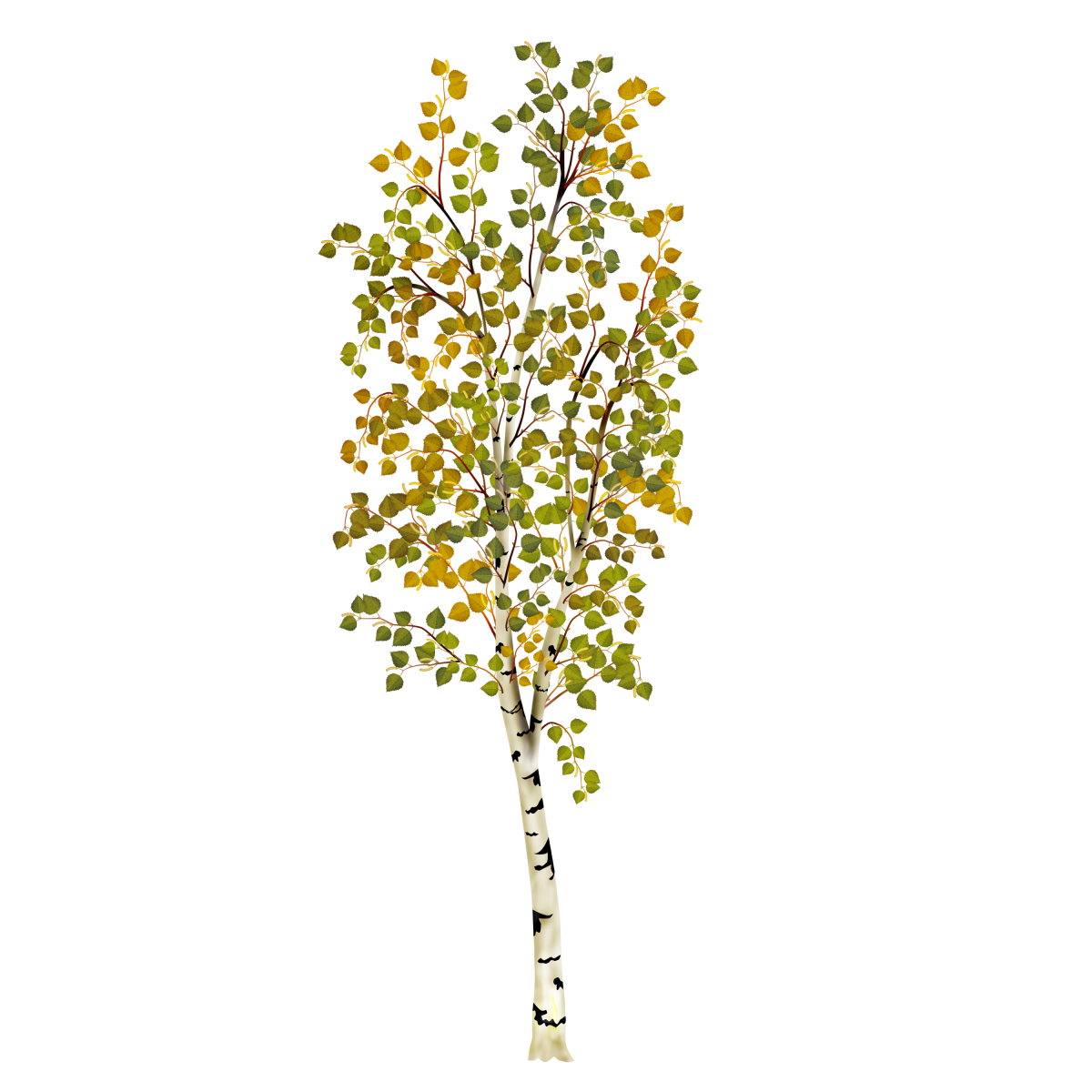 Береза картинка для детей