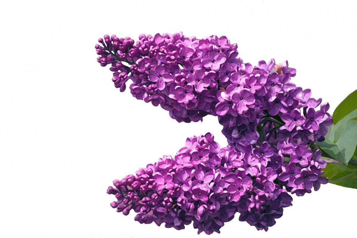 Сирень на прозрачном фоне для фотошопа