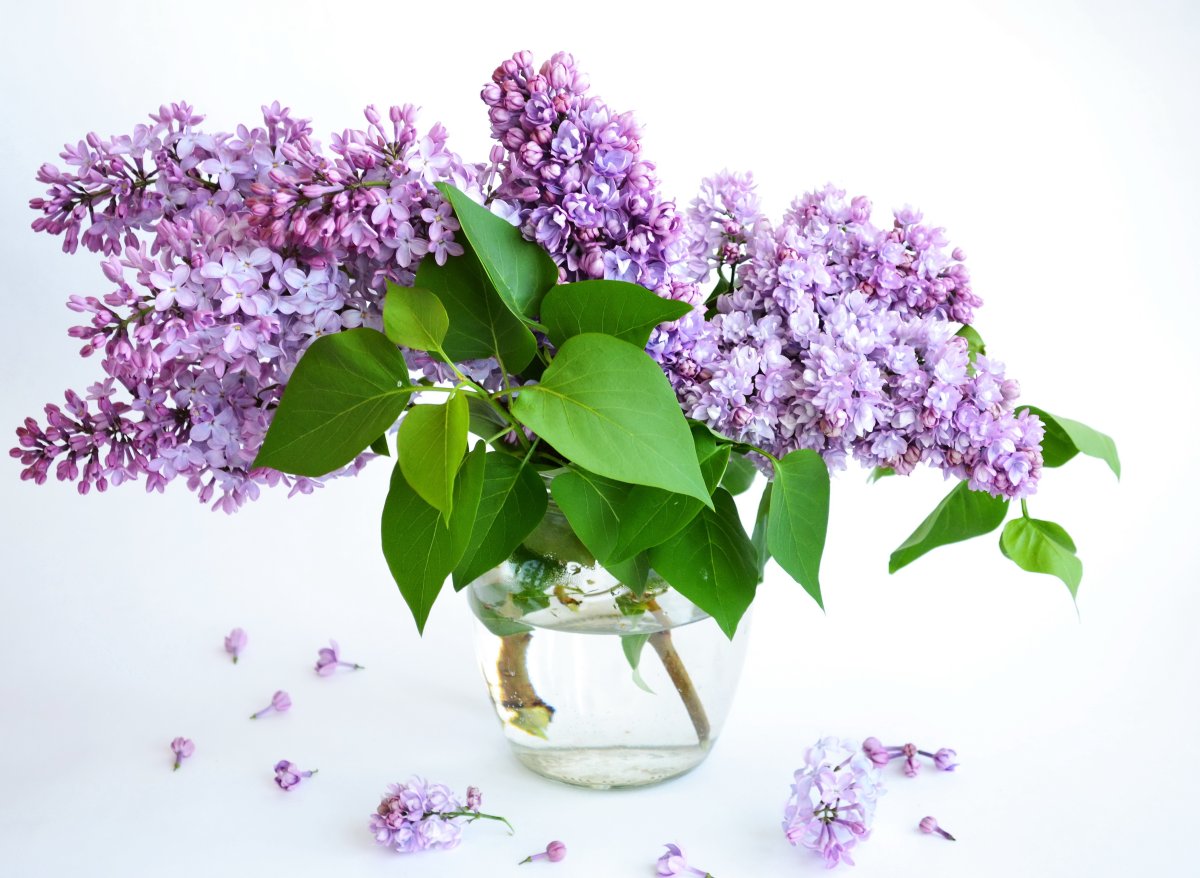 Веточка сирени