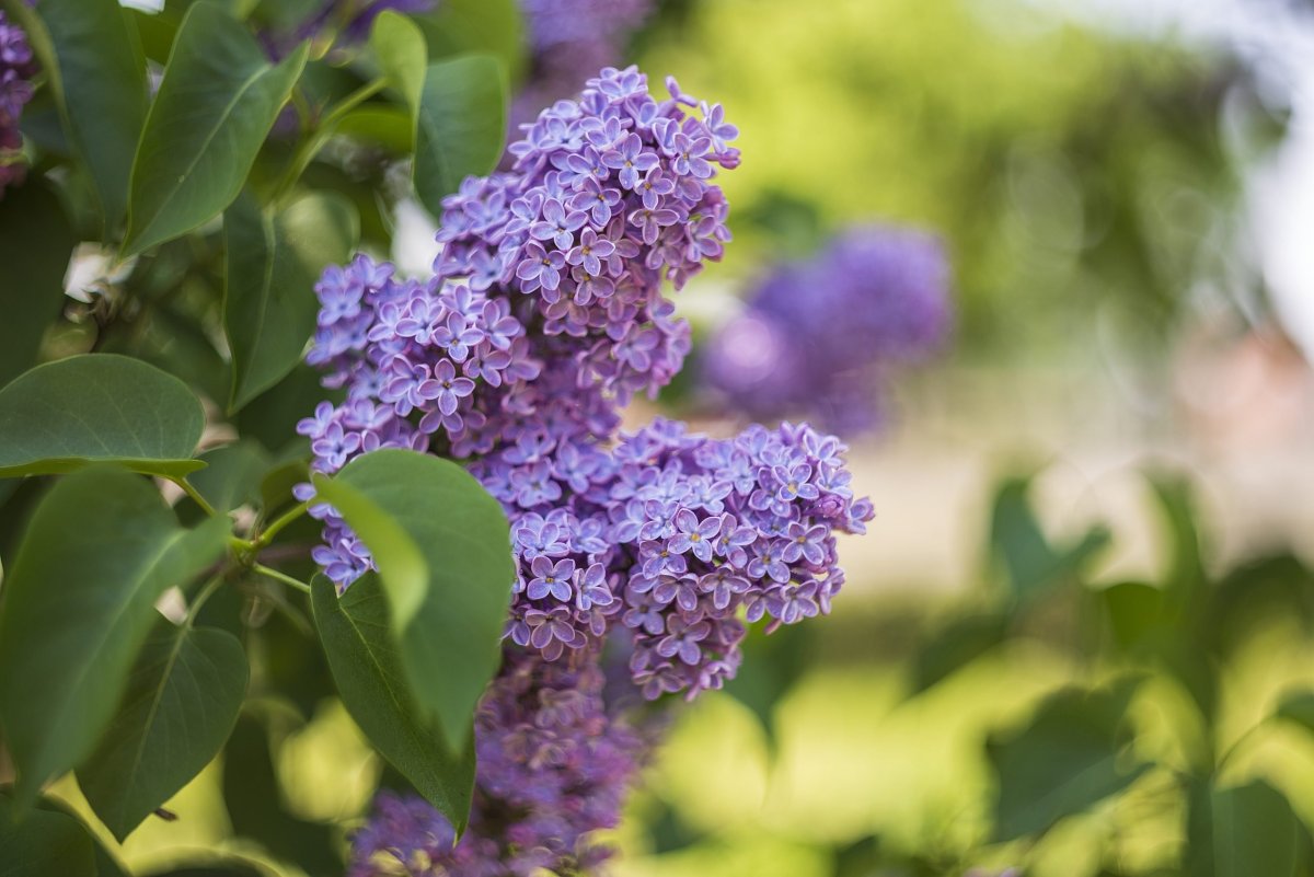 Сирень Звягинцева