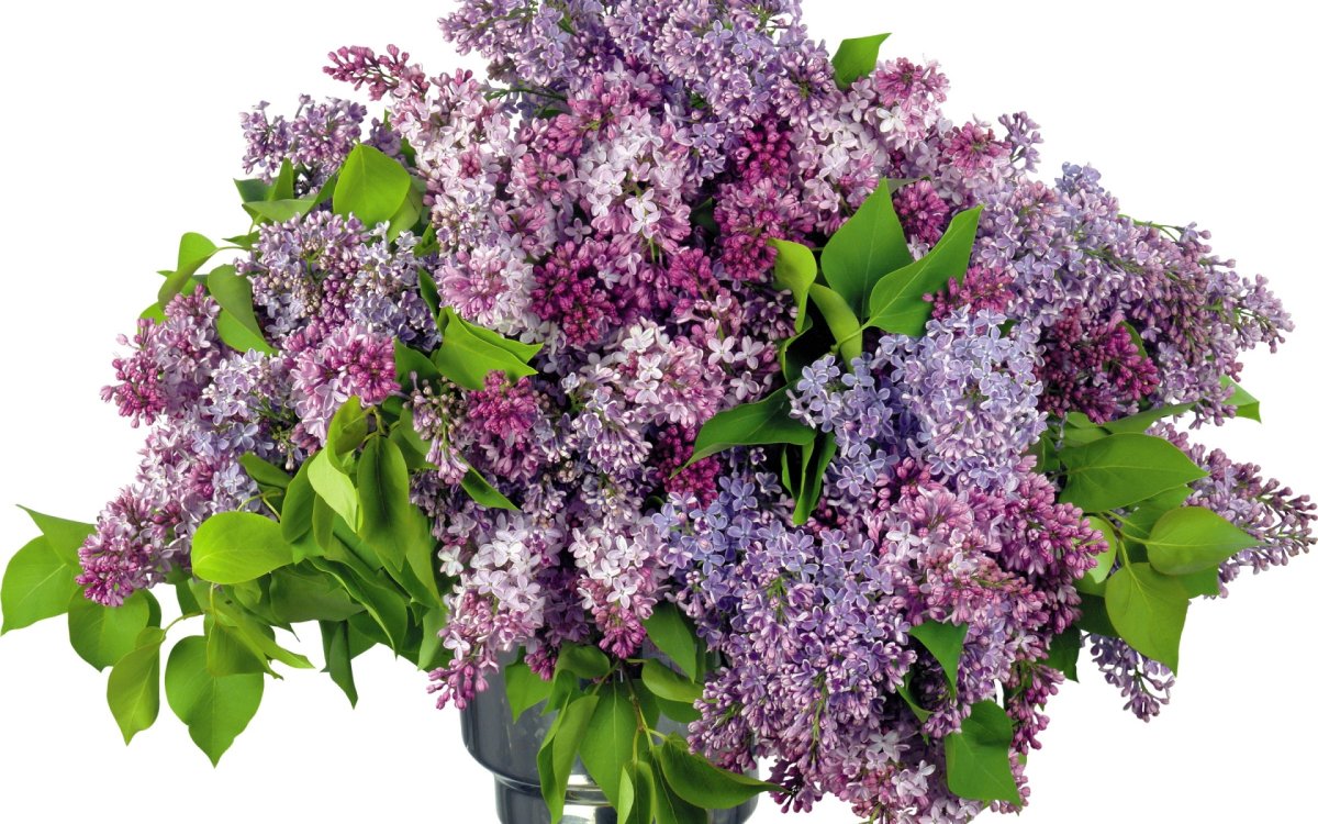 Букет "сирень микс"