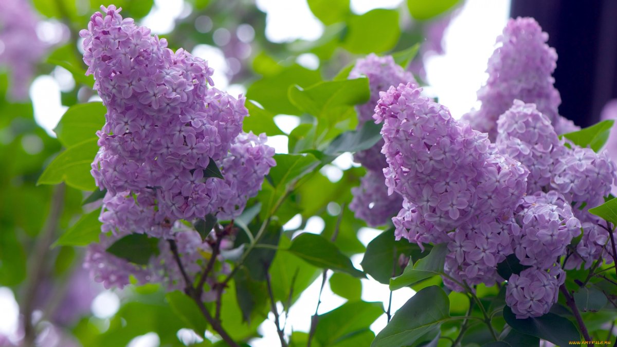 Сирень обыкновенная Гавриил Державин