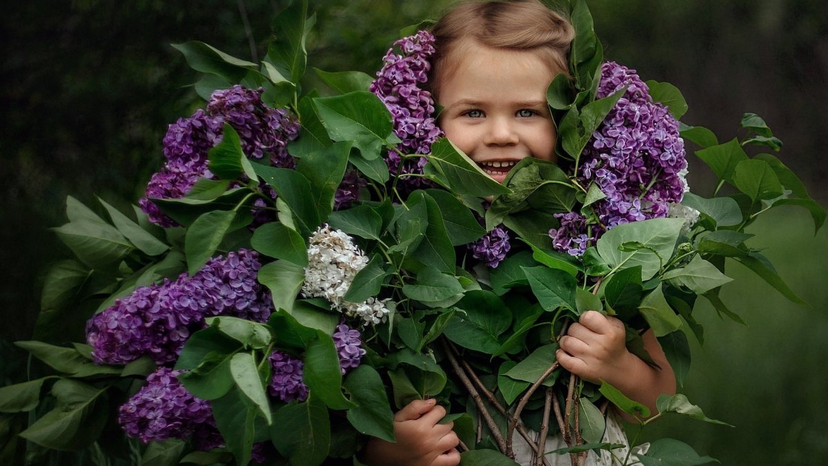 Сирень обыкновенная Леся Украинка
