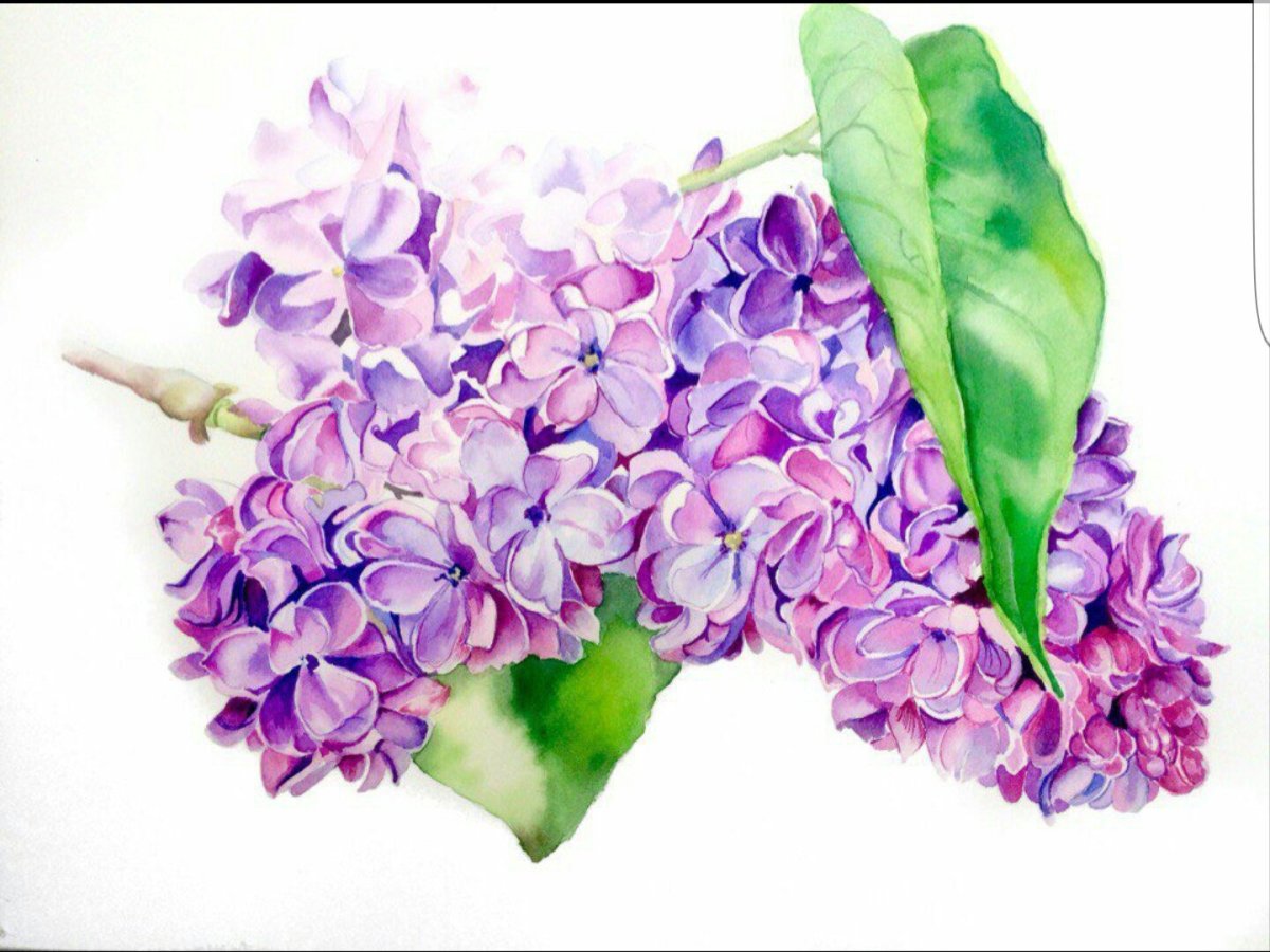 Ботаническая живопись сирень