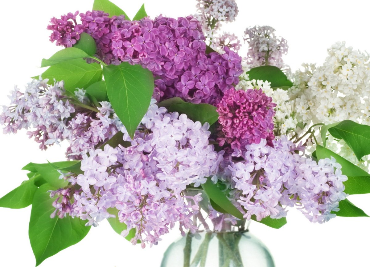 Сирень на прозрачном фоне