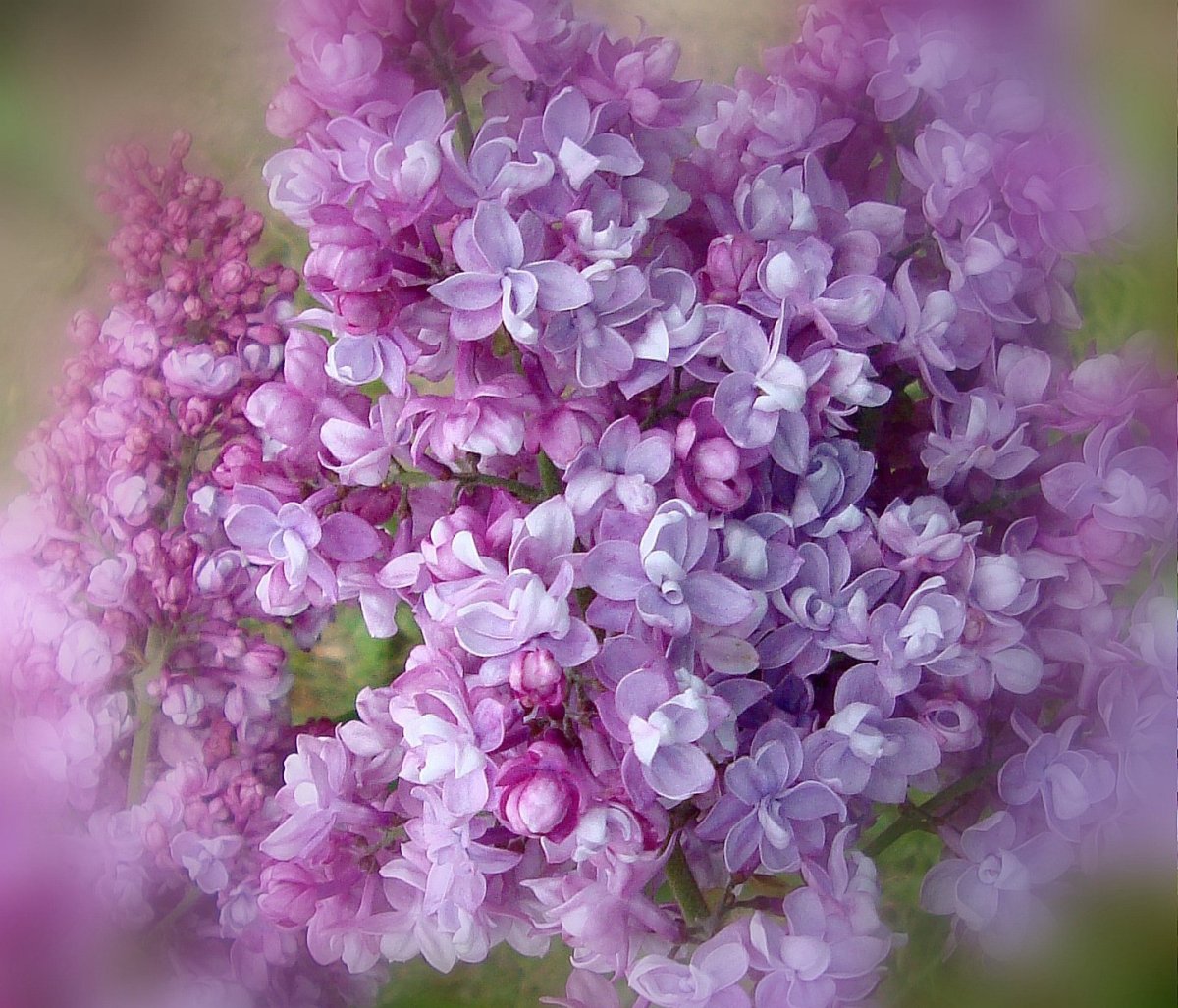 Сирень Розмари