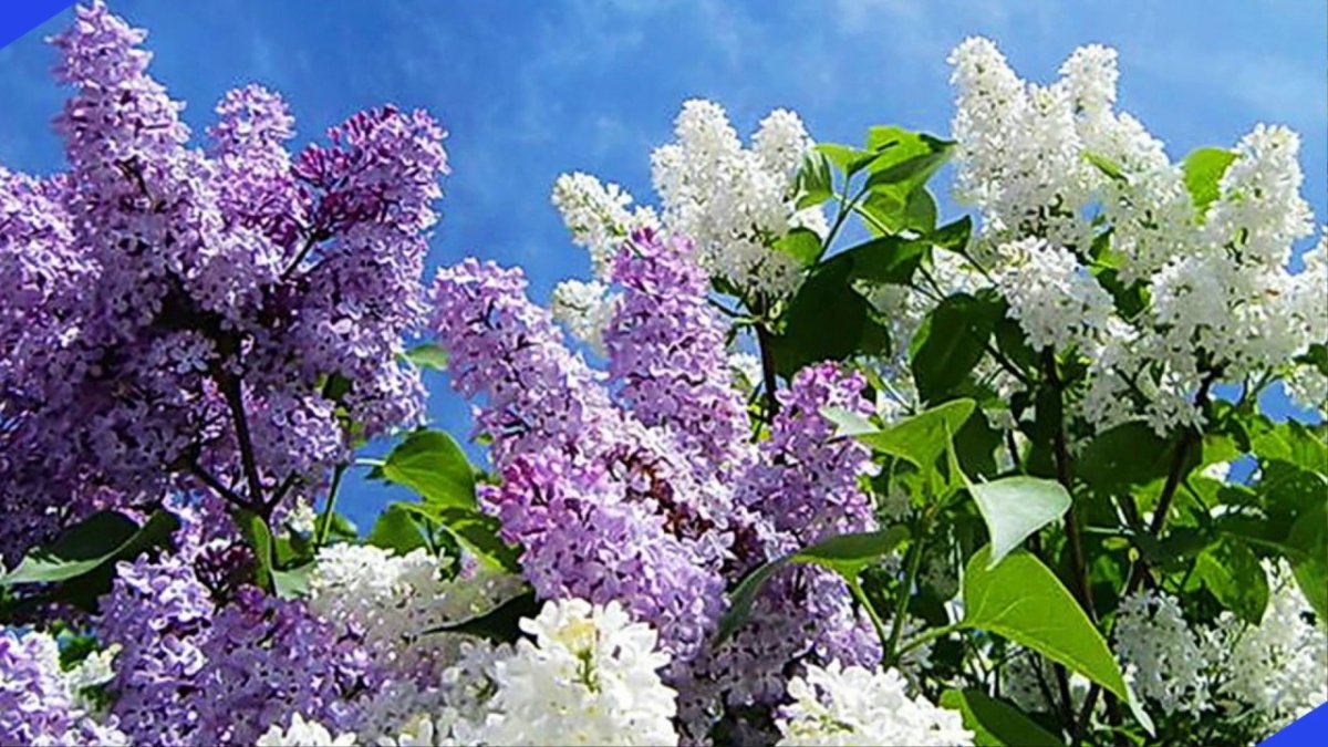 Майский сад сирень черёмуха