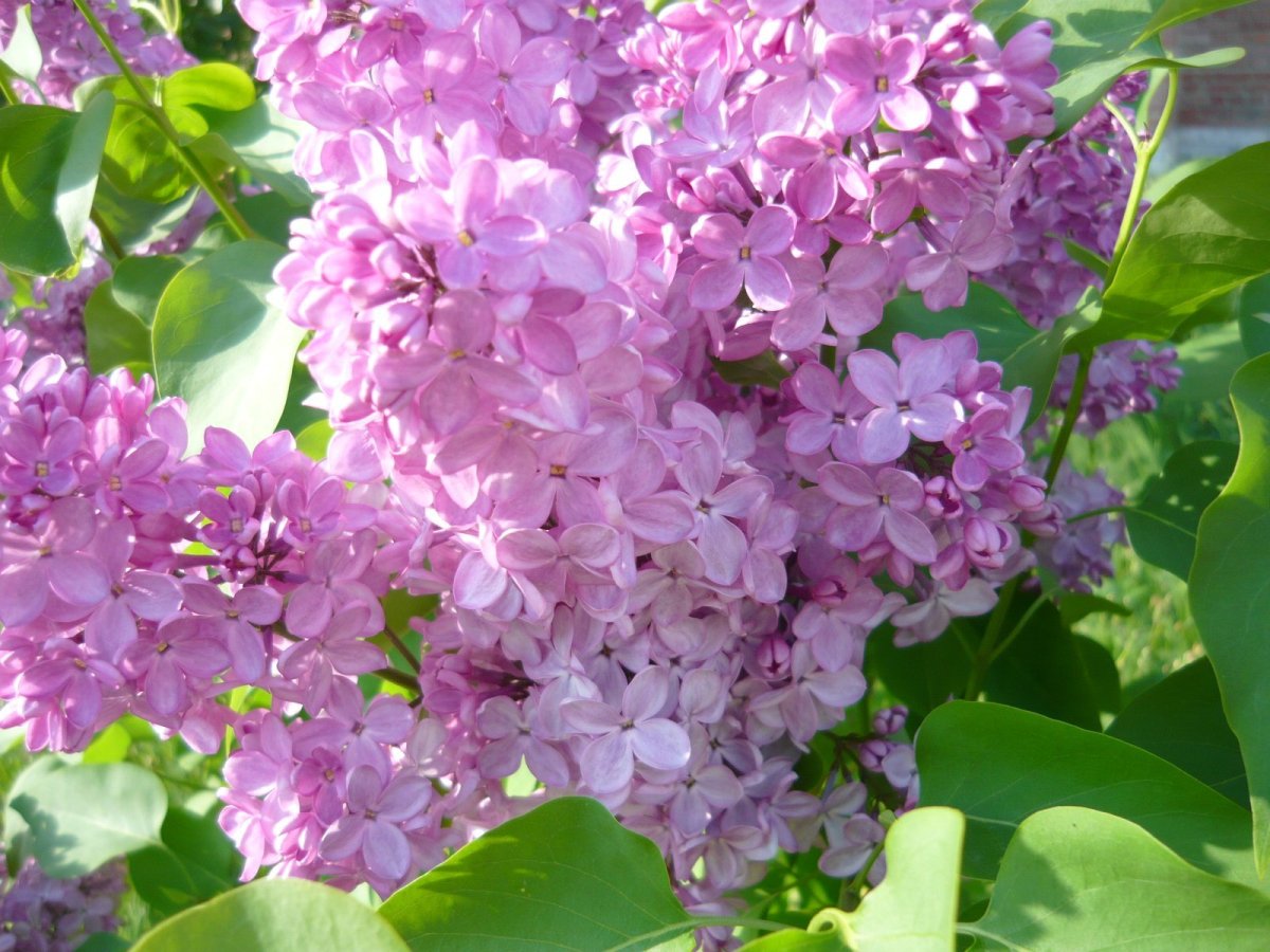 Сирень обыкновенная Кавур