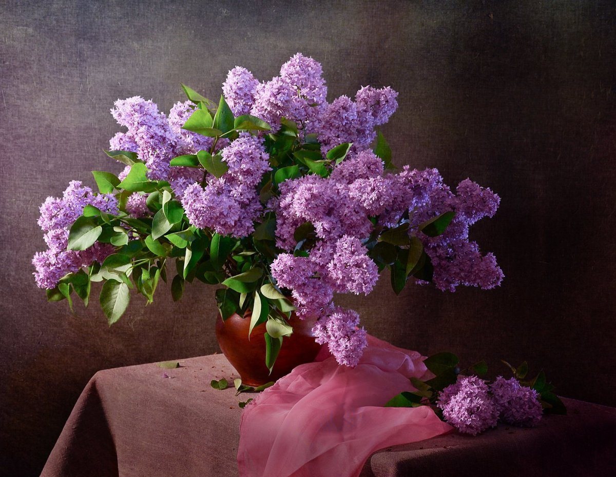 Сирень Маршал Соколовский