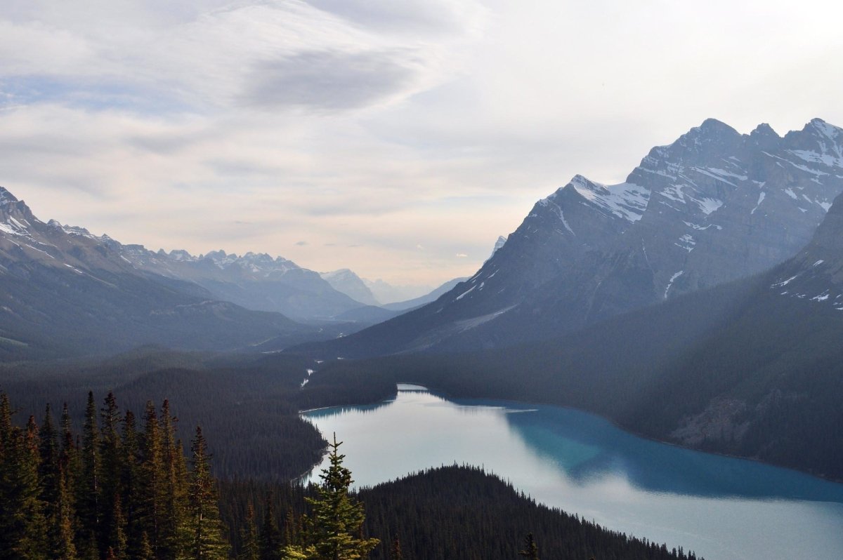 Лес горы Алтай