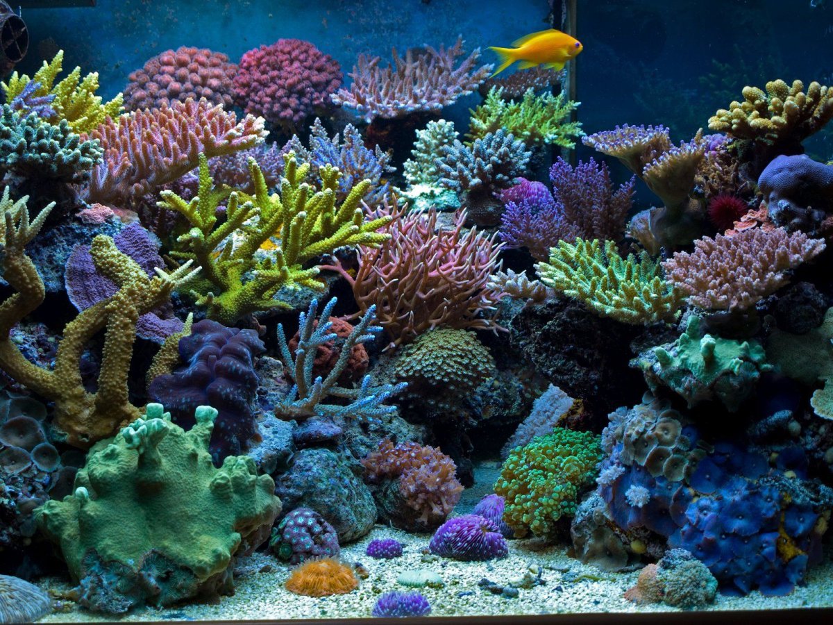 Океанариум кораллы