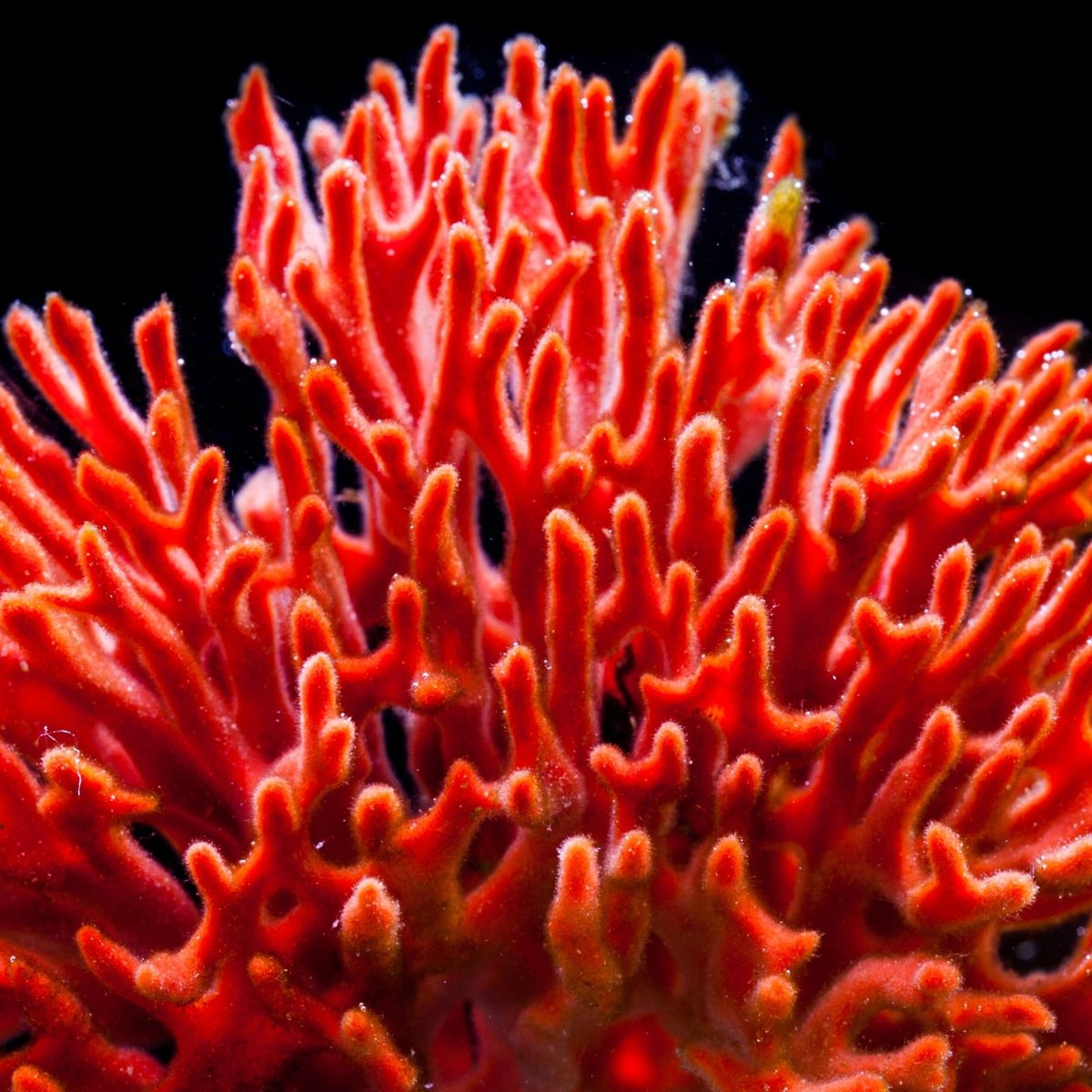 Коралловые полипы красный коралл