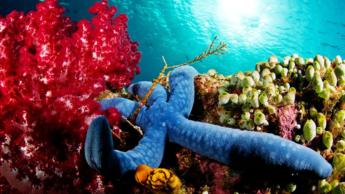 Морская звезда