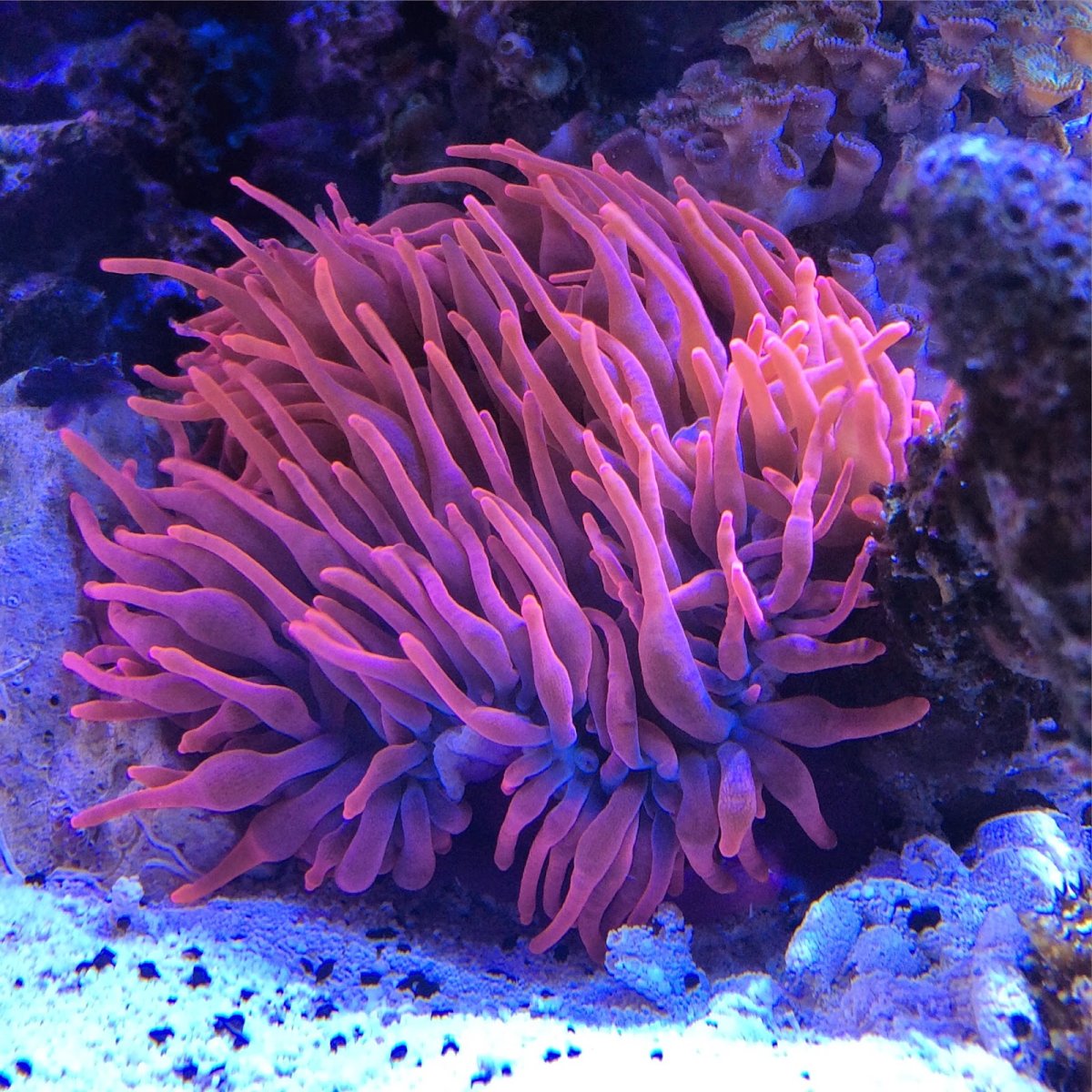 Коралловые полипы актинии