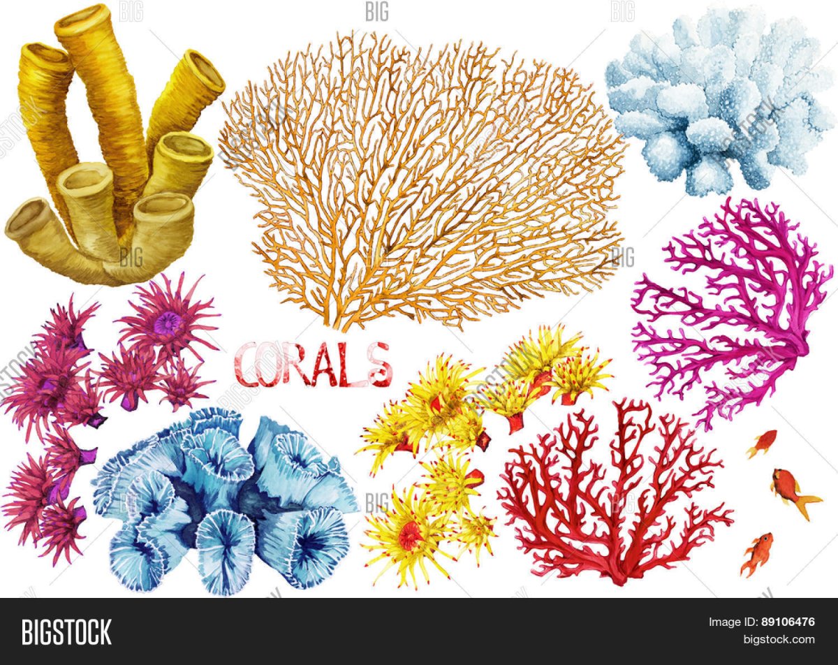 Морские кораллы для футболки