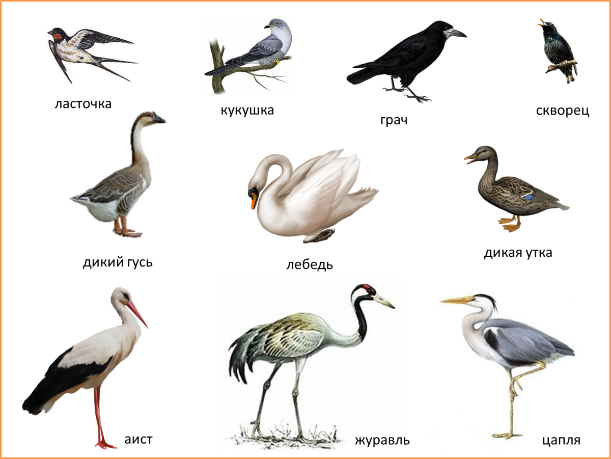 Перелетные птицы список для детей