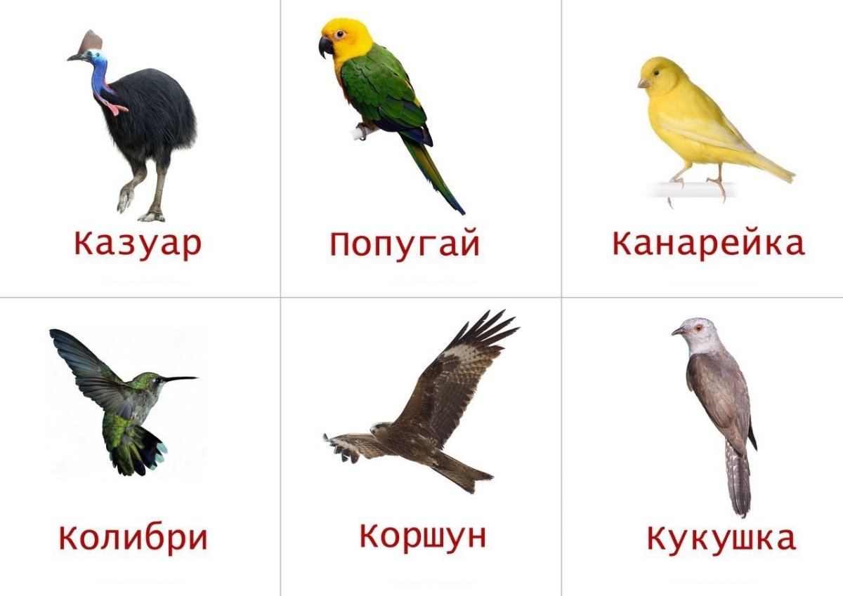 Птицы карточки для детей с названиями