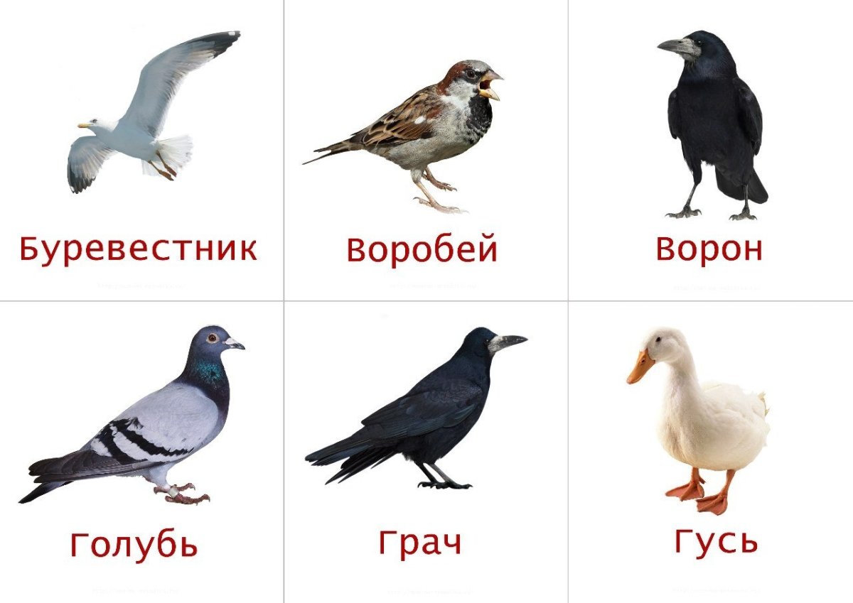 Перелётные птицы карточки с названиями для детей