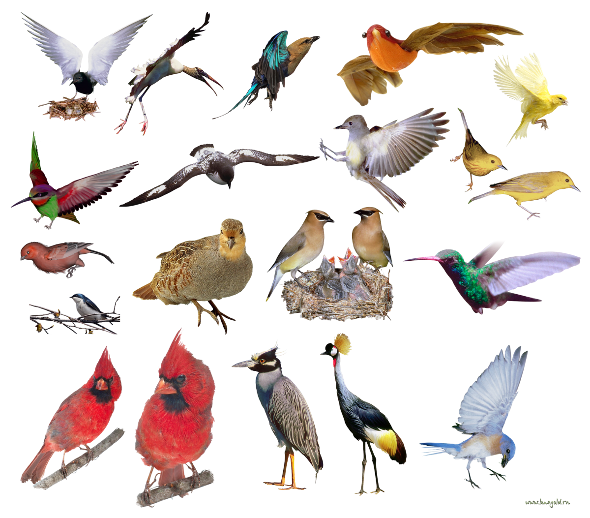 Птицы коллаж