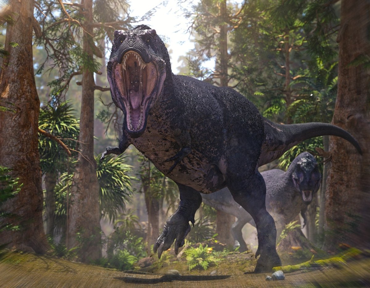 Тираннозавр Император и Королевский
