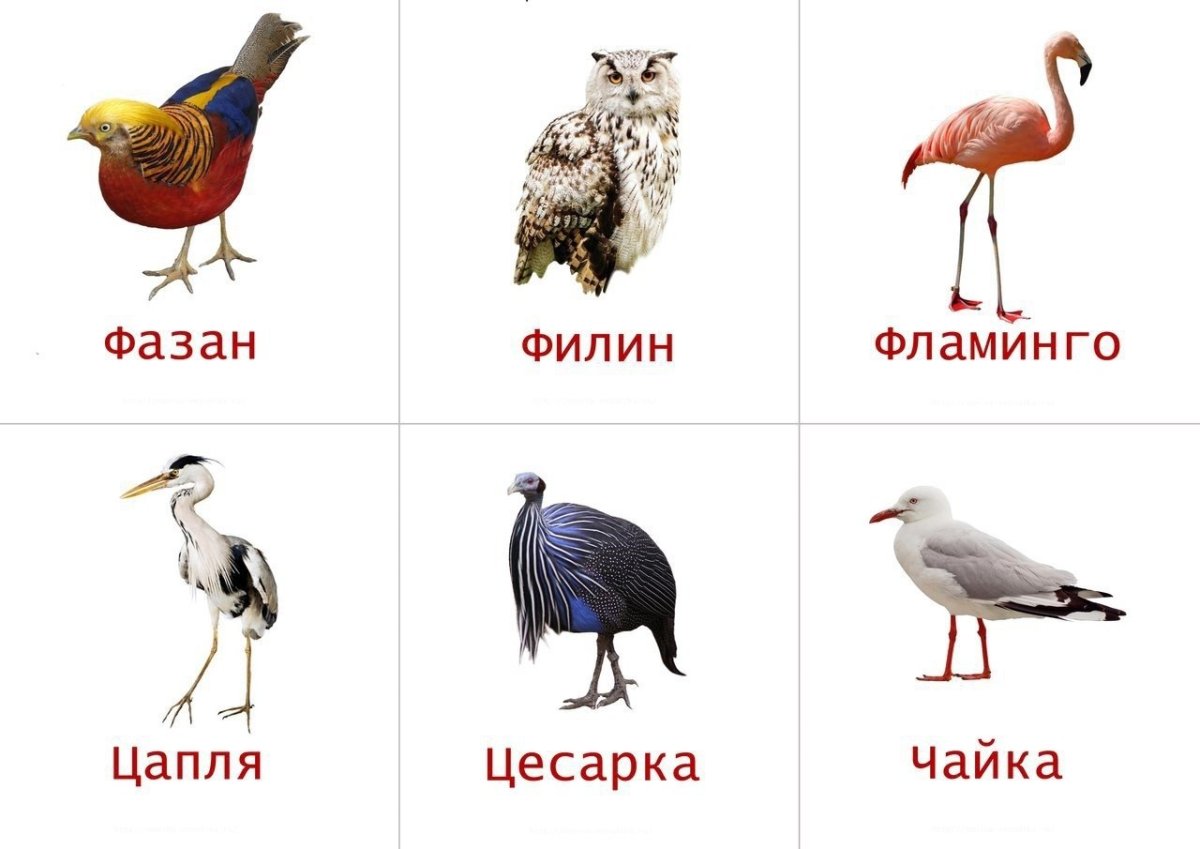 Обучающие карточки "птицы"