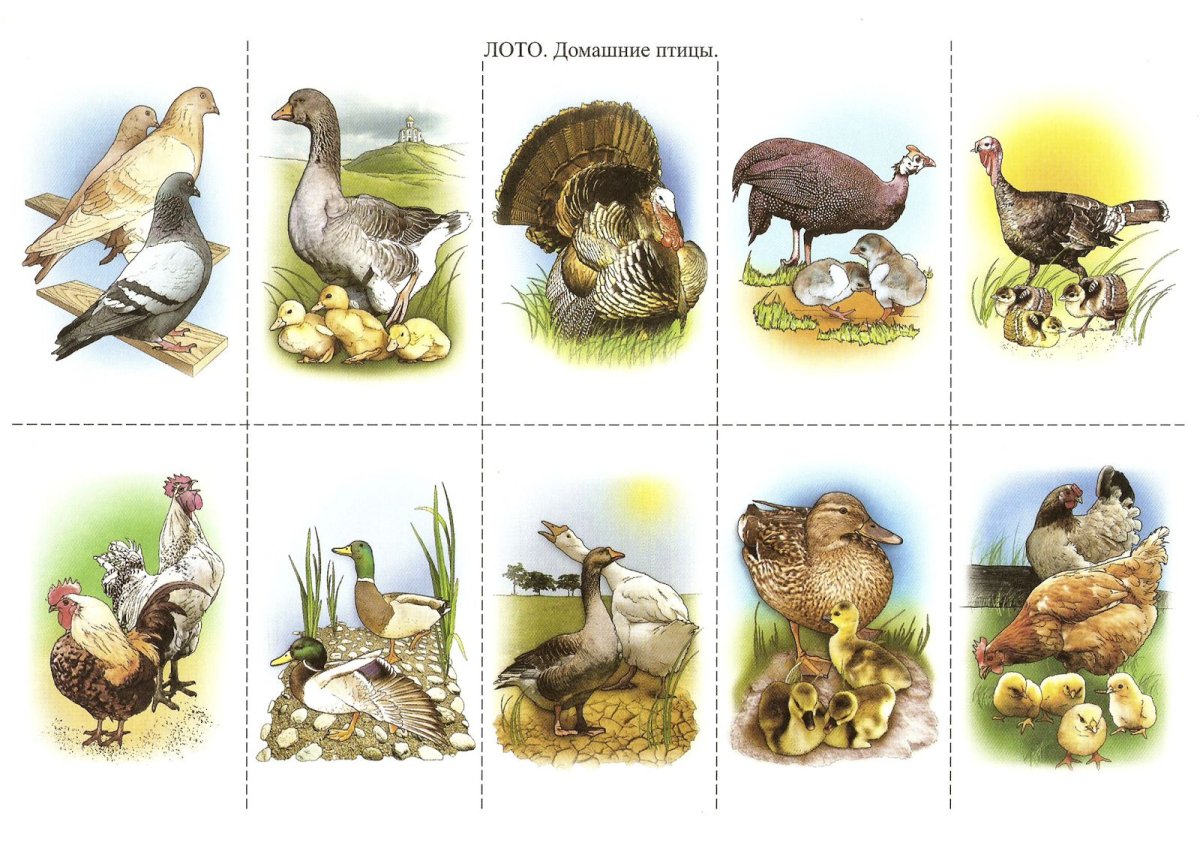 Домашние птицы